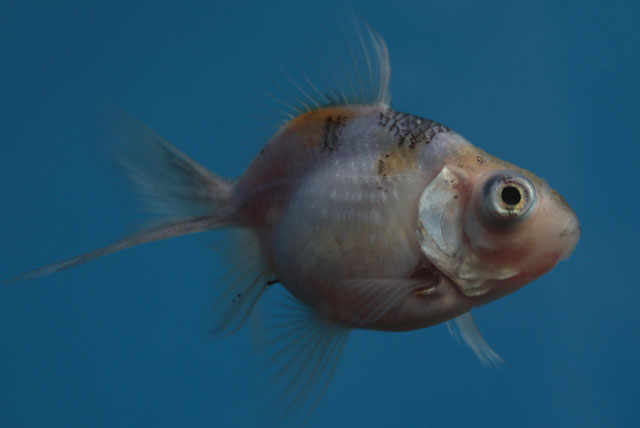 現物個体！変わり竜 当歳 約7cm 生体70915-37)