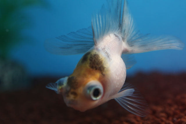 現物個体！変わり竜 当歳 約7cm 生体70915-38)