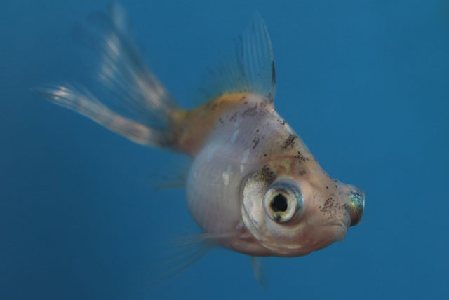 現物個体！変わり竜 珍珠鱗のないタイプ当歳 約6cm 生体70915-39)