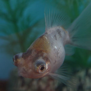 現物個体！変わり竜 珍珠鱗のないタイプ当歳 約6cm 生体70915-40)