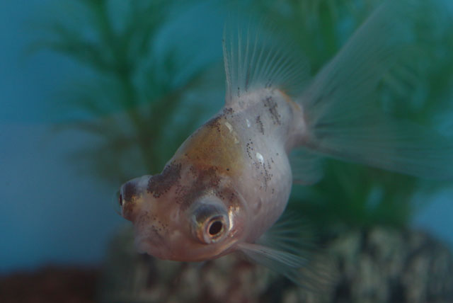 現物個体！変わり竜 珍珠鱗のないタイプ当歳 約6cm 生体70915-40)