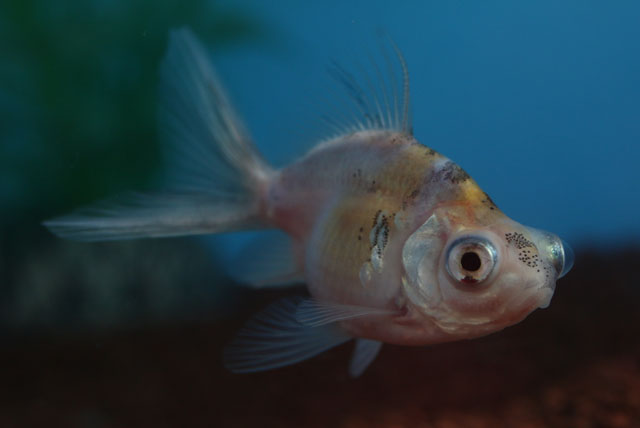 現物個体！変わり竜 珍珠鱗のないタイプ当歳 約6cm 生体70915-41)