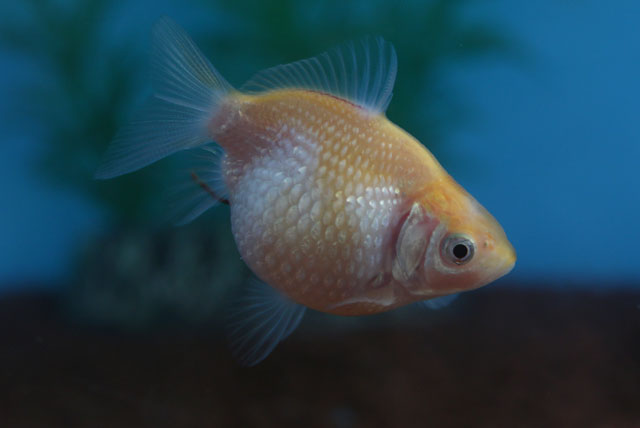 現物個体！チョーチンパール 当歳 約5cm 生体70915-44)