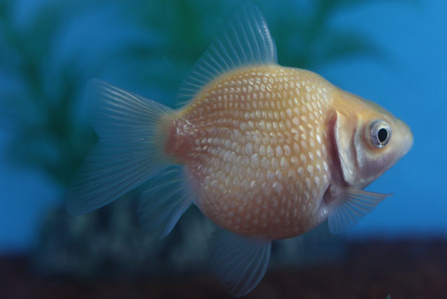 現物個体！チョーチンパール 当歳 約5.5cm 生体70915-45)