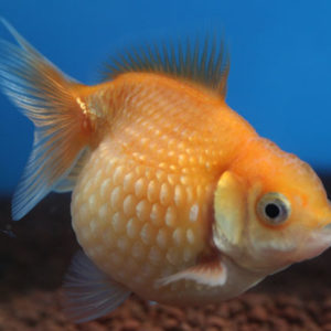 現物個体！ピンポンパール  2歳 約6.5cm 生体70915-46)