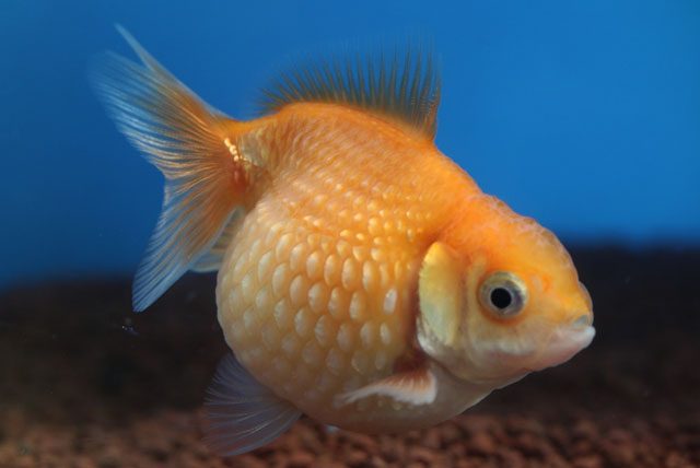 現物個体！ピンポンパール  2歳 約6.5cm 生体70915-46)