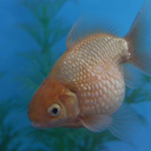 現物個体！ピンポンパール  2歳 約8cm 生体70915-47)