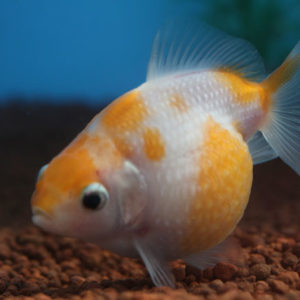 現物個体！桜ピンポンパール  2歳 約7cm 生体70915-48)