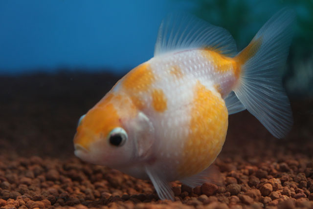 現物個体！桜ピンポンパール  2歳 約7cm 生体70915-48)