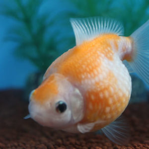 現物個体！桜ピンポンパール  2歳 約8.5cm 生体70915-49)