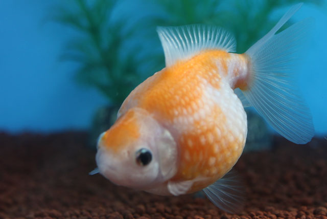 現物個体！桜ピンポンパール  2歳 約8.5cm 生体70915-49)