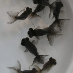 蝶尾　｛当歳　約4～5cm}　1匹　（生体71007-1)