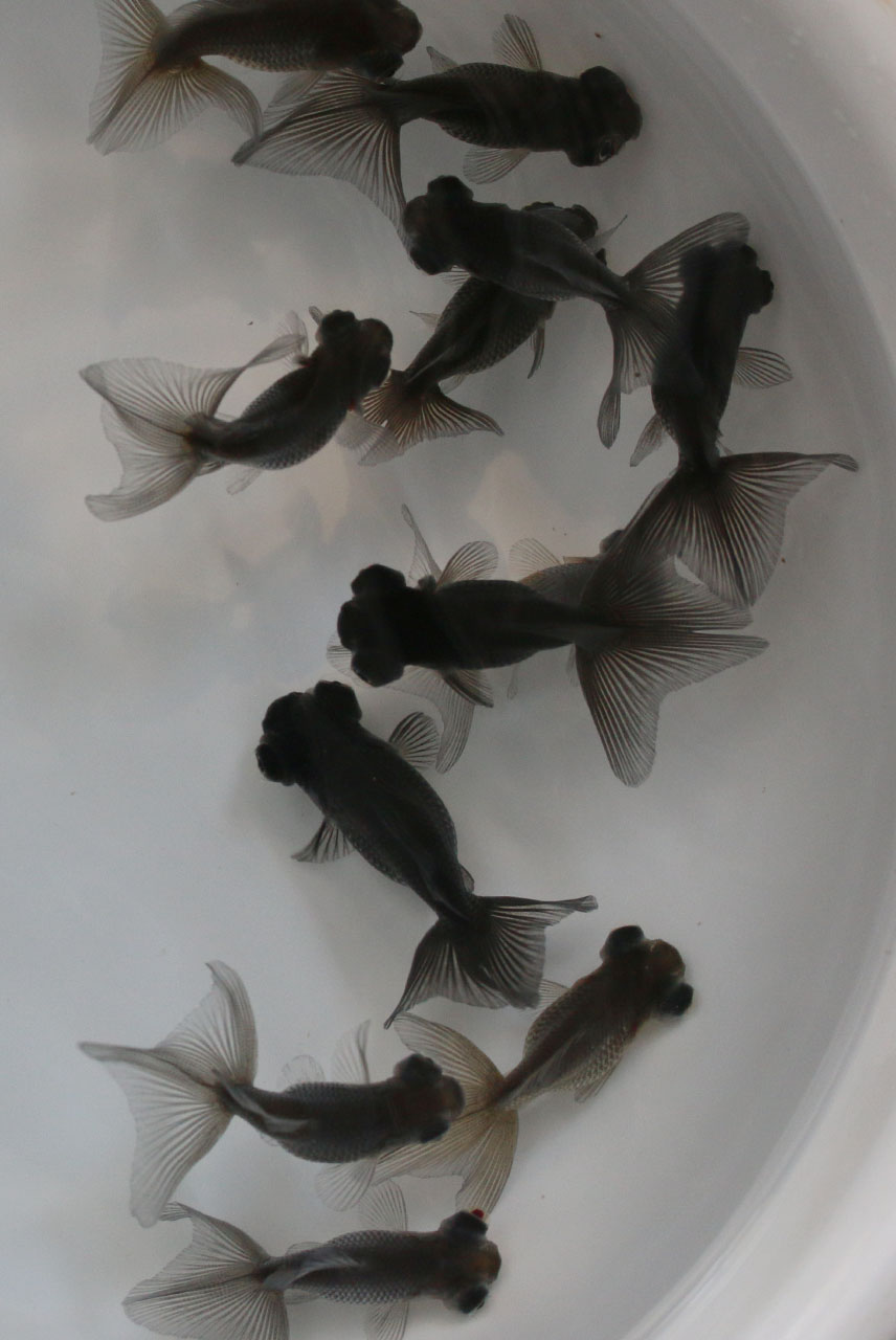 蝶尾　｛当歳　約4～5cm}　1匹　（生体71007-1)