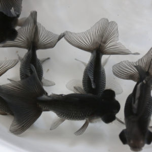 蝶尾　｛当歳　約5～7cm}　1匹　（生体71007-2)