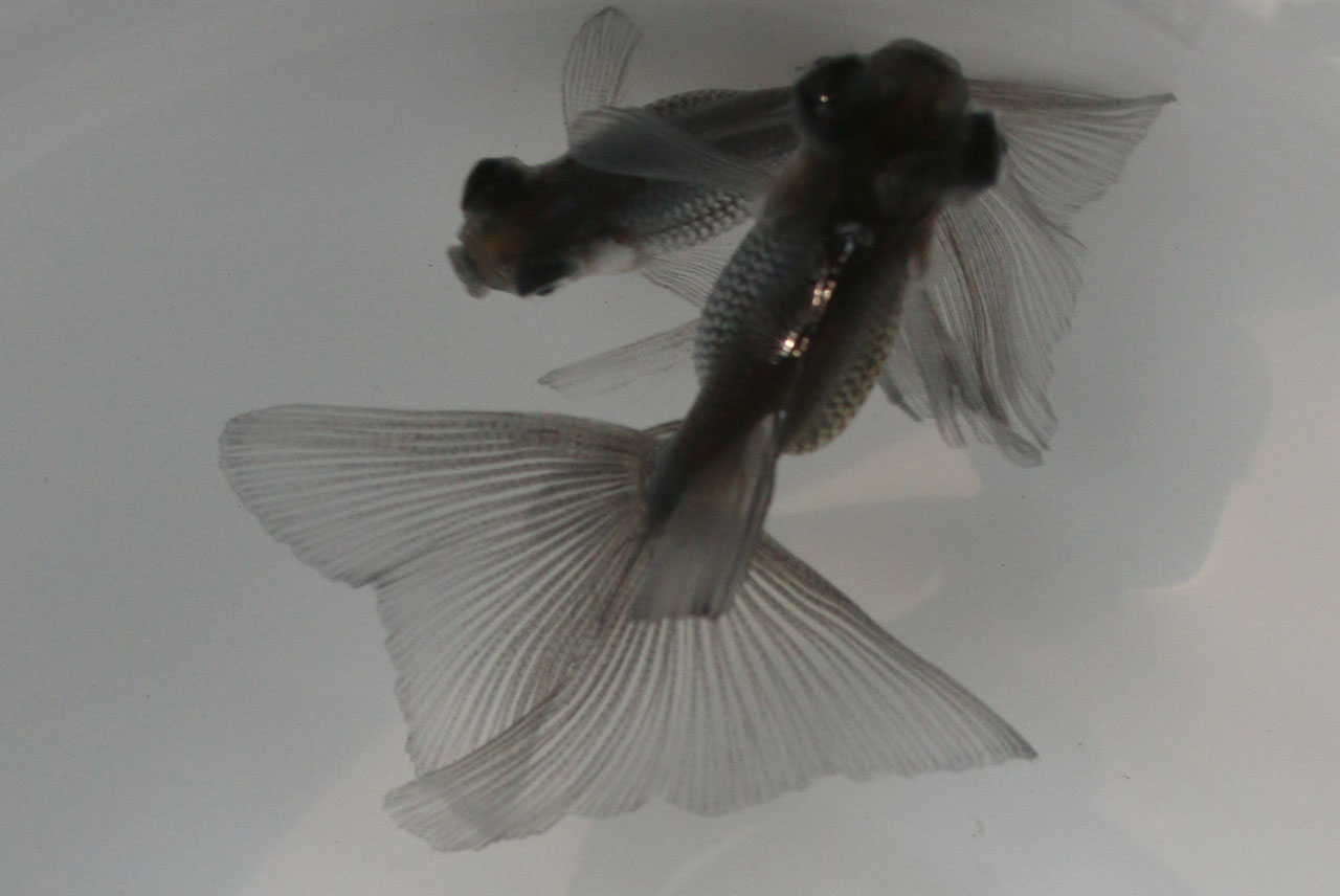 現物個体！蝶尾ロングテール　3匹セット 当才　全長約5～7cm　(生体71007-3)