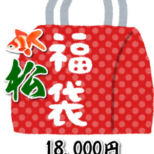 ☆2026福袋（松）☆　国産金魚　18,000相当の金魚がはいっております。サイズ約4～7cm   (生体1208-2)