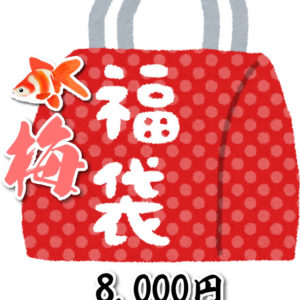 ☆2026福袋（梅）☆　国産金魚　8,000円相当の金魚がはいっております。サイズ約4～7cm   (生体1208-2-1)
