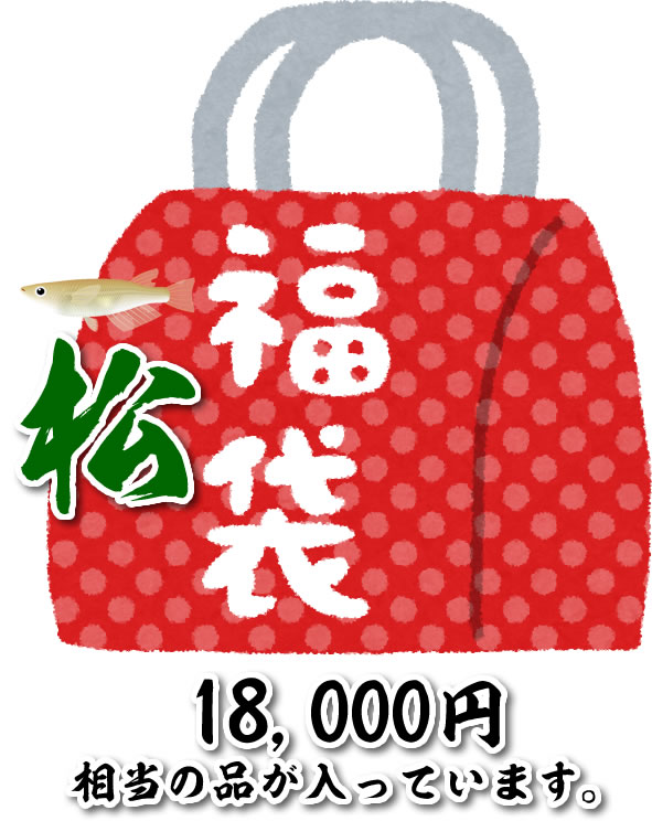 ☆2026福袋（松）☆　国産メダカ　18,000相当のメダカをお手元にお届けします。サイズSM～ML (生体1208-1)
