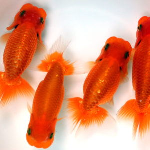 協会系らんちゅう　｛2歳　約10～12cm}　1匹　（生体80303-1)