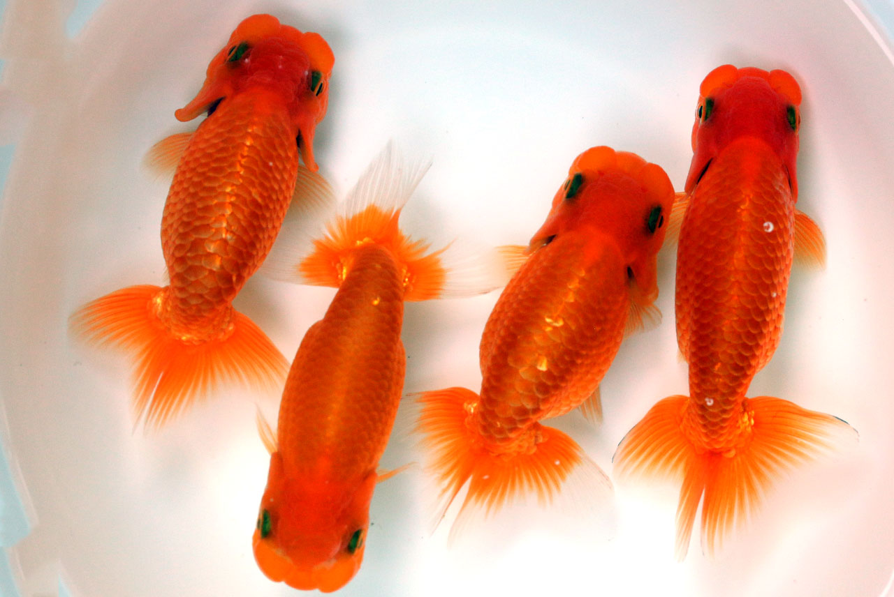 協会系らんちゅう　｛2歳　約10～12cm}　1匹　（生体80303-1)