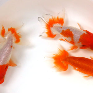 (国産金魚）　協会系らんちゅう（尾等クセ有）2歳　1匹　全長約10～11cm　(生体80303-2)