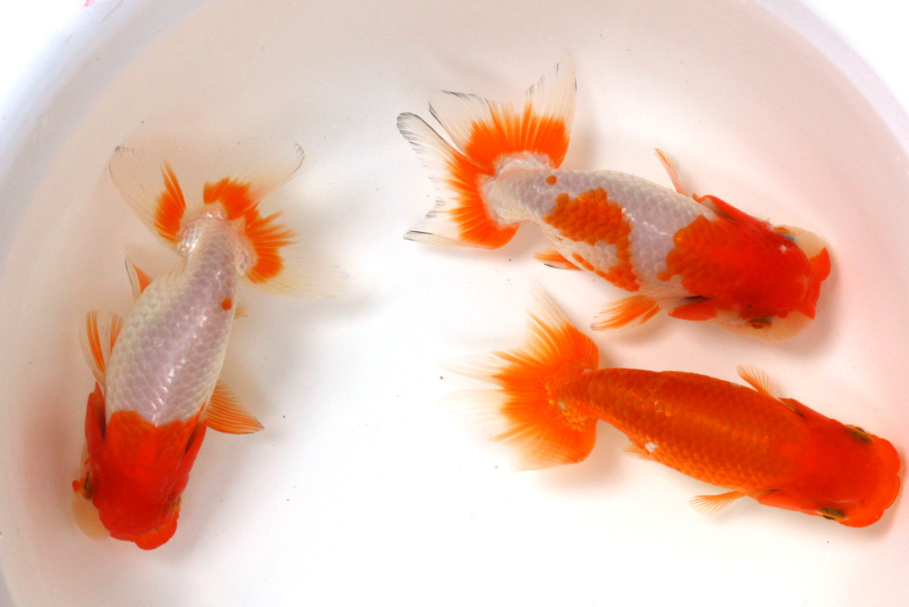 (国産金魚）　協会系らんちゅう（尾等クセ有）2歳　1匹　全長約10～11cm　(生体80303-2)