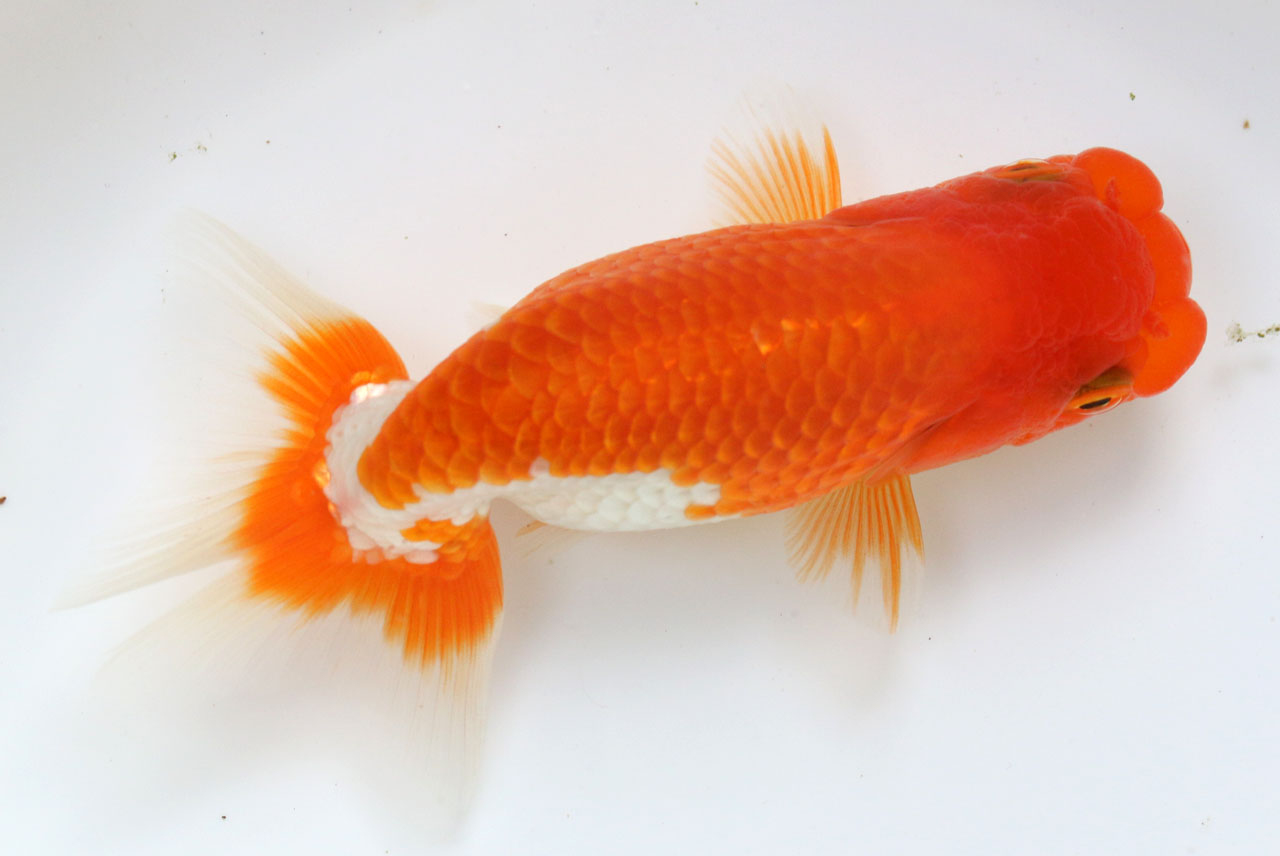 現物個体! 国産金魚  協会系らんちゅう　 2才魚　全長約11,5cm　(生体80303-6)