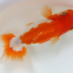 現物個体! 国産金魚  協会系らんちゅう　 2才魚　全長約12cm　(生体80303-9)
