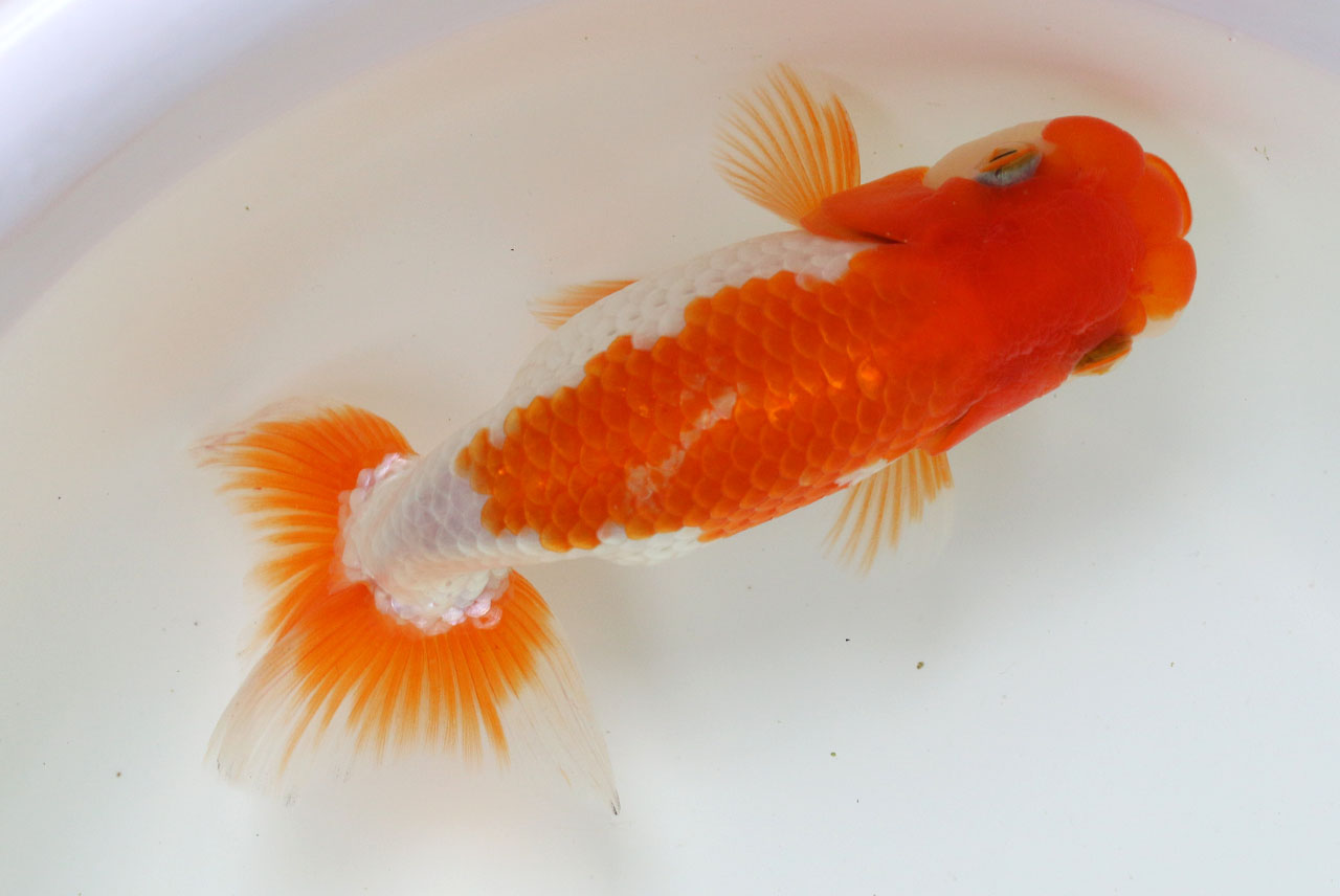 現物個体! 国産金魚  協会系らんちゅう　 2才魚　全長約12cm　(生体80303-9)