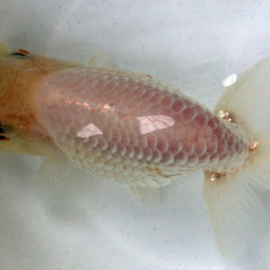 現物個体! 国産金魚  協会系らんちゅう　 3才魚　全長約15cm　(生体80303-11)