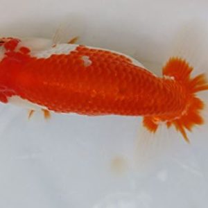 【国産金魚】 協会系らんちゅう　稚魚　30匹セット 全長約1～2cm前後　(生体0224-2)