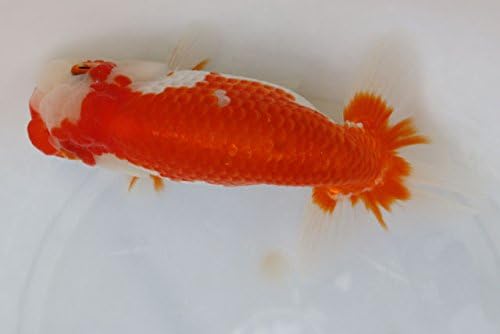 【国産金魚】 協会系らんちゅう　稚魚　10匹セット 全長約1～2cm前後　(生体0224-1)